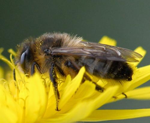 Réf. 249 280 : Andrena sp.